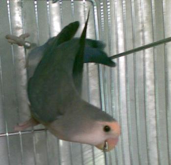 Pappagallini